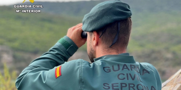 Investigan a un hombre por disparar con una carabina de aire comprimido a los gatos de su vecina en Puebla del Príncipe