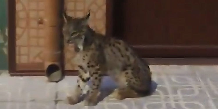 El vídeo viral de un lince paseando por las calles de Munera, en Albacete