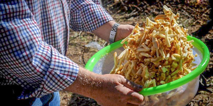 El Ayuntamiento de Tomelloso convoca el XVI Concurso Local de Gachas, Migas y Pisto con motivo del Día de Castilla-La Mancha