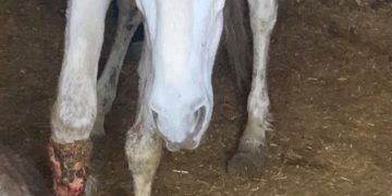 Investigado en Albacete por tener en pésimas condiciones caballos, uno de los cuales tuvo que ser sacrificado