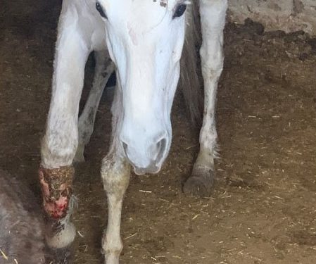 Investigado en Albacete por tener en pésimas condiciones caballos, uno de los cuales tuvo que ser sacrificado
