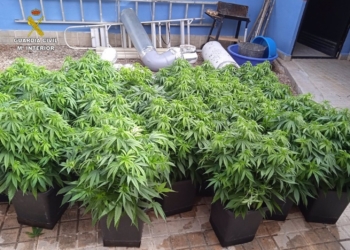 Desmantelados tres puntos de cultivo y venta de marihuana en Tomelloso y Socuéllamos con tres detenidos