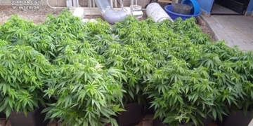 Desmantelados tres puntos de cultivo y venta de marihuana en Tomelloso y Socuéllamos con tres detenidos