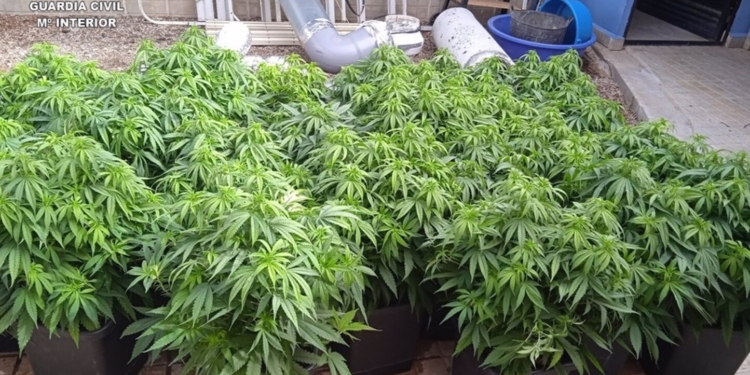 Desmantelados tres puntos de cultivo y venta de marihuana en Tomelloso y Socuéllamos con tres detenidos