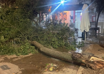 Se cae un árbol por culpa del viento sobre la terraza de un bar situado al lado de la Plaza de Toros de Tomelloso