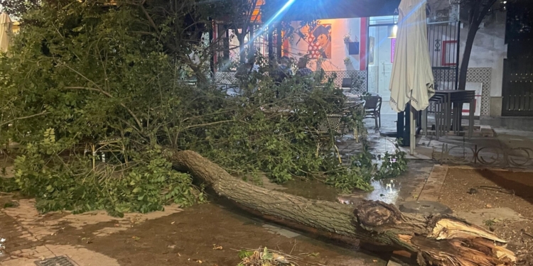 Se cae un árbol por culpa del viento sobre la terraza de un bar situado al lado de la Plaza de Toros de Tomelloso