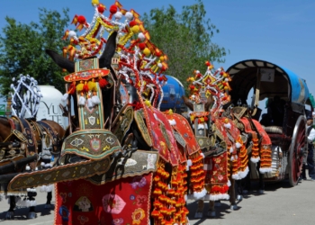 Las reatas de mulas, carrozas de verde y artísticas deslumbran durante la mañana del Domingo de Romería