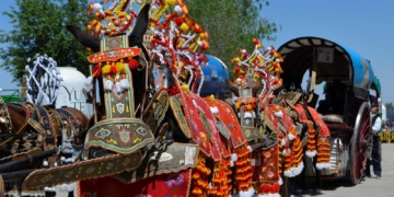 Las reatas de mulas, carrozas de verde y artísticas deslumbran durante la mañana del Domingo de Romería